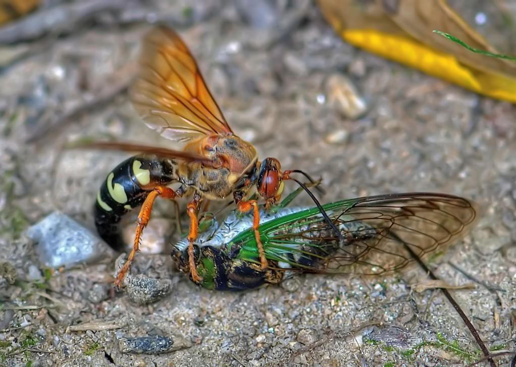  p>膜翅目(hymenoptera)泥蜂科(sphecidae) a target="_blank" href="