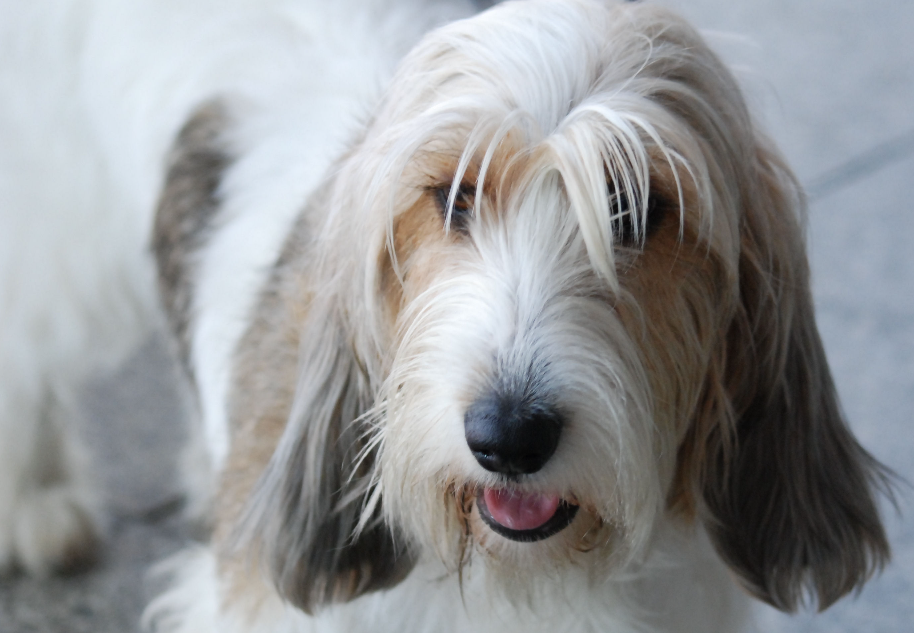 basset griffon vendeen 小型格里芬巴塞特犬,一种有许多小斑点的法国