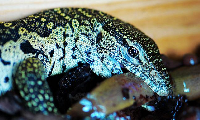  p>尼罗河巨蜥是非洲最大的蜥类,体长1~1.