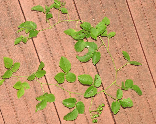  p data-id="gnbirczqeq">三爪龙,中药名.