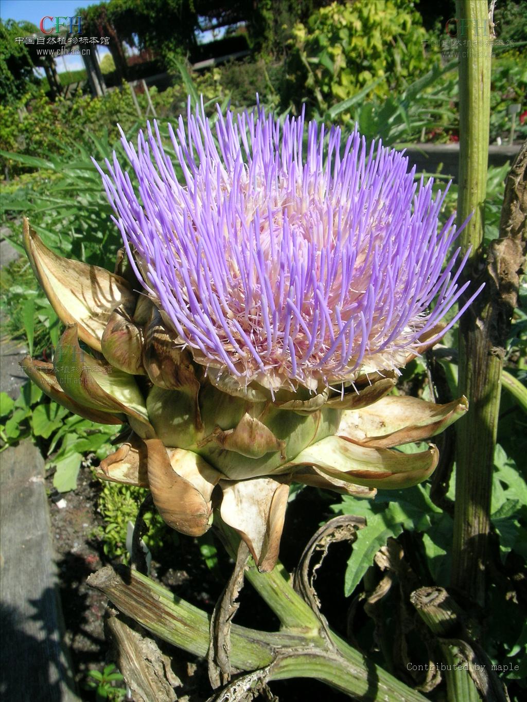  p>洋蓟(拉丁学名:cynara scolymus), 又名 a target="_blank" href="