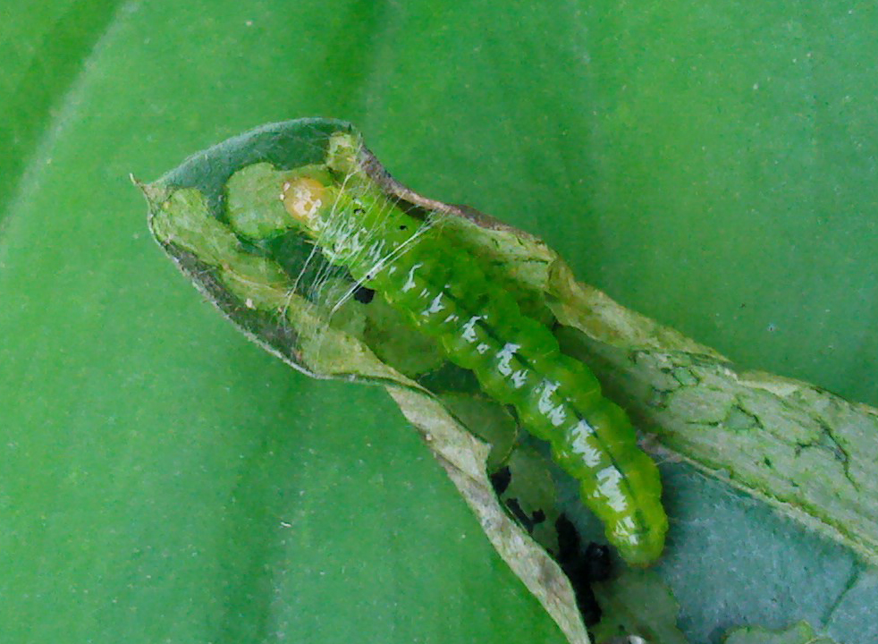 金叶女贞黄环绢须野螟