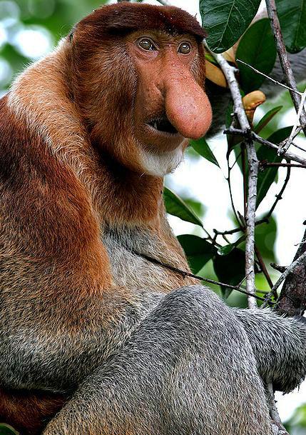 灵长目的体型变化很大,像 a target="_blank" href="/item/贝氏倭狐猴