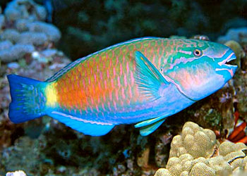  p>鹦嘴鱼科(scaridae)是 a href="#" data-lemmaid="3516708">脊索