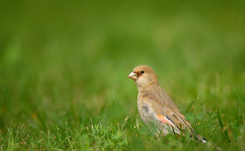  p>沙雀,两翼粉红,嘴亮黑,具厚大的黄嘴,两翼及眼周绯红的一种雀类.