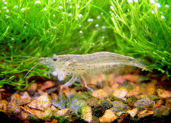  p>大和藻虾 - 俗名"takashi amano shrimp","yamato shrimp" 珍珠虾