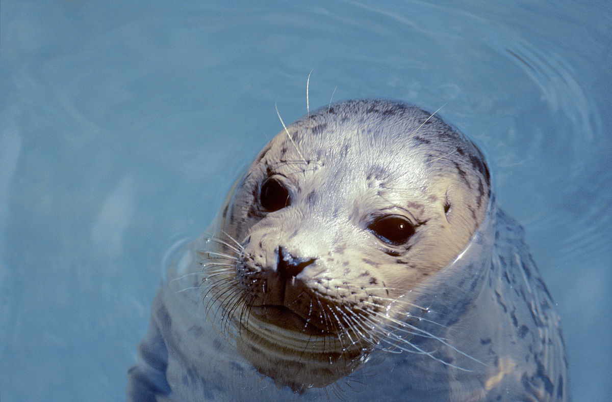 贝加尔环斑海豹