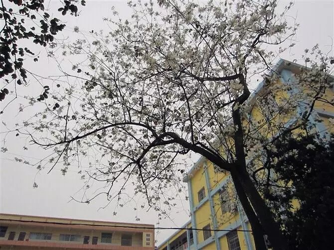  p>防城港市第二中学是市直辖的一所集小学,初中