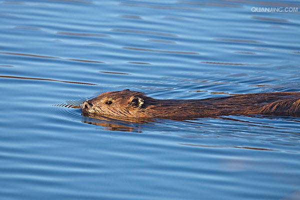  i>castor fiber /i>),是河狸科,河狸属的动物