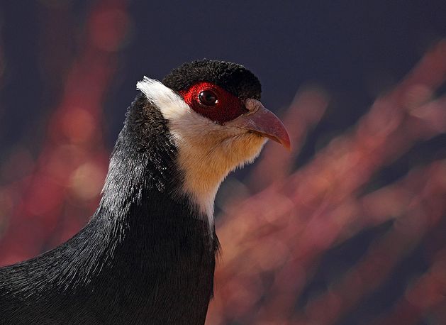  p>藏马鸡(学名: i>crossoptilon harmani /i>)也叫 a target="_blank