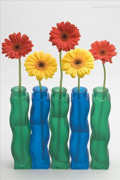 gerbera jamesonii bolus