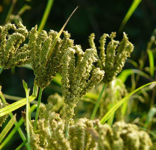 gaertn. )禾本科穇属草本植物,高50-120厘米.