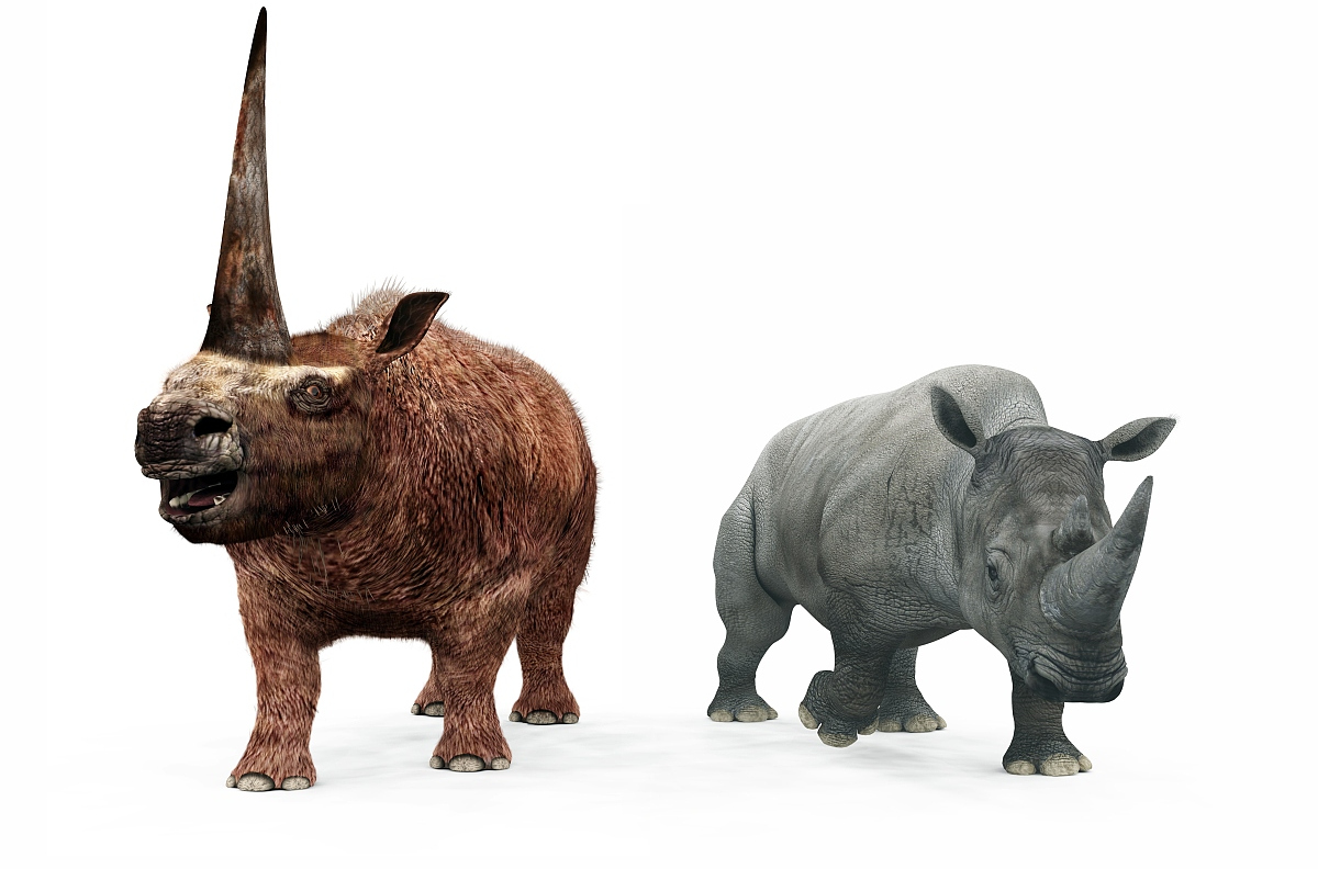 板齿犀(elasmotherium)