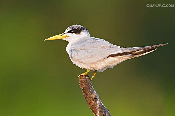 黄嘴燕鸥