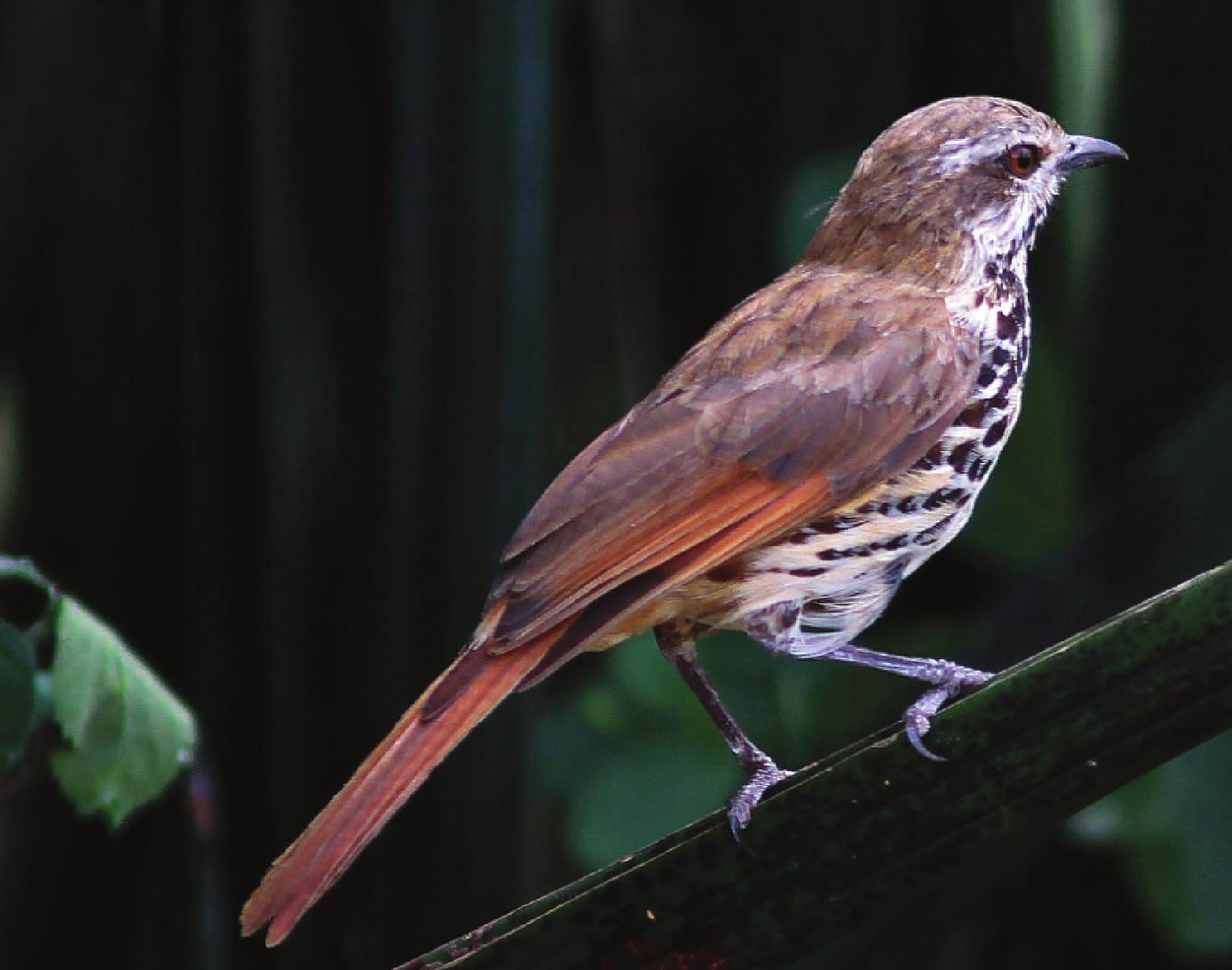  p>斑晨鸫属于 a target="_blank" href="/item/脊索动物门/3516708"