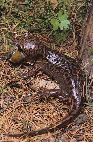 pacific giant salamander