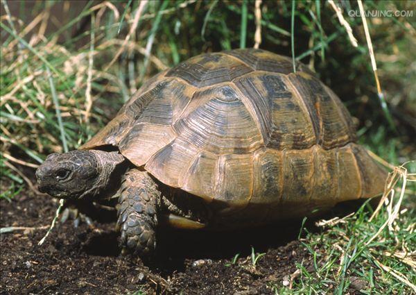  p>欧洲 a href="#">陆龟 /a>体型与体色的变异都很大,在 a href="#"