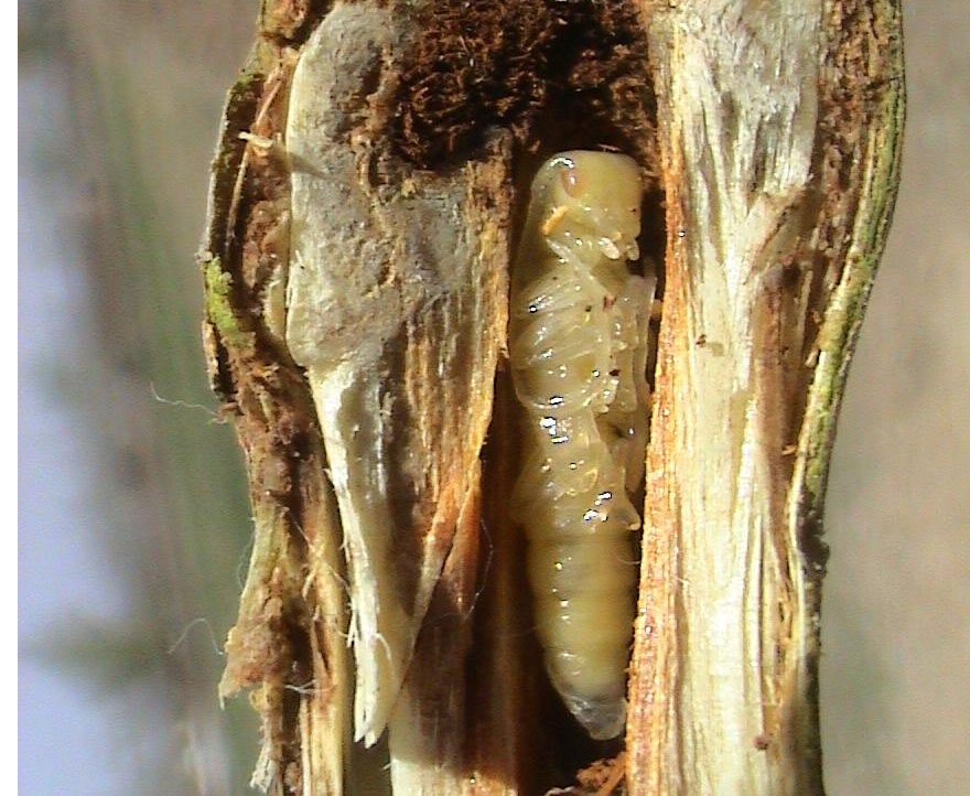  p>青杨脊虎天牛, i>xylotrechus rusticus /i> linnaeus,鞘翅目 a>