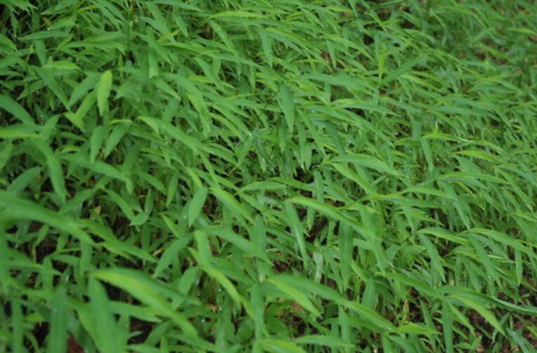  p>竹叶草(学名: i>oplismenus compositus  /i>(l.) beauv.