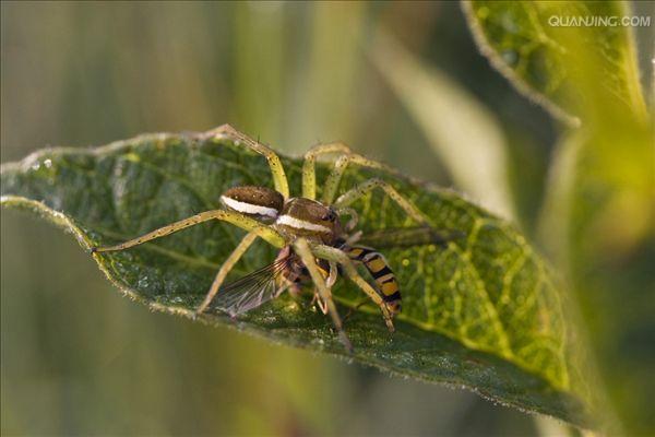  p>捕鱼蛛(dolomedes)属于盗蛛科,又称食鱼蜘蛛,狡蛛,跑蛛等.
