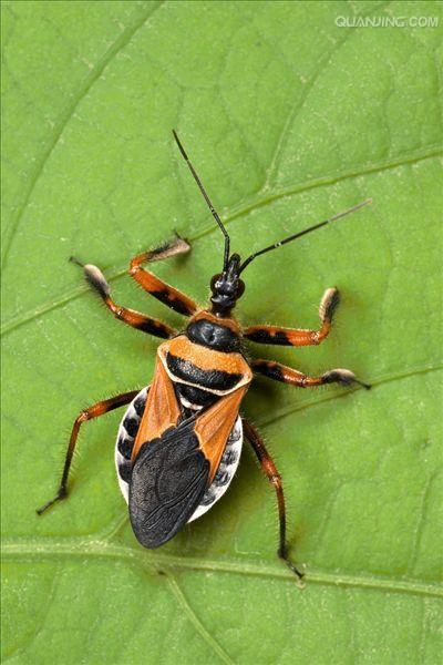  p>异翅亚目,heteroptera,是昆虫纲半翅目底下三个亚目的其中一个,全