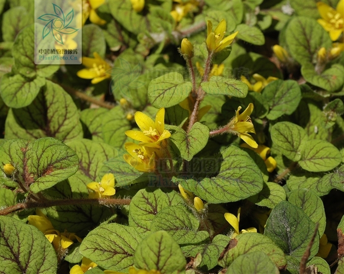  p>巴东过路黄是属于 a href="#">报春花科 /a>的 a href="#" data