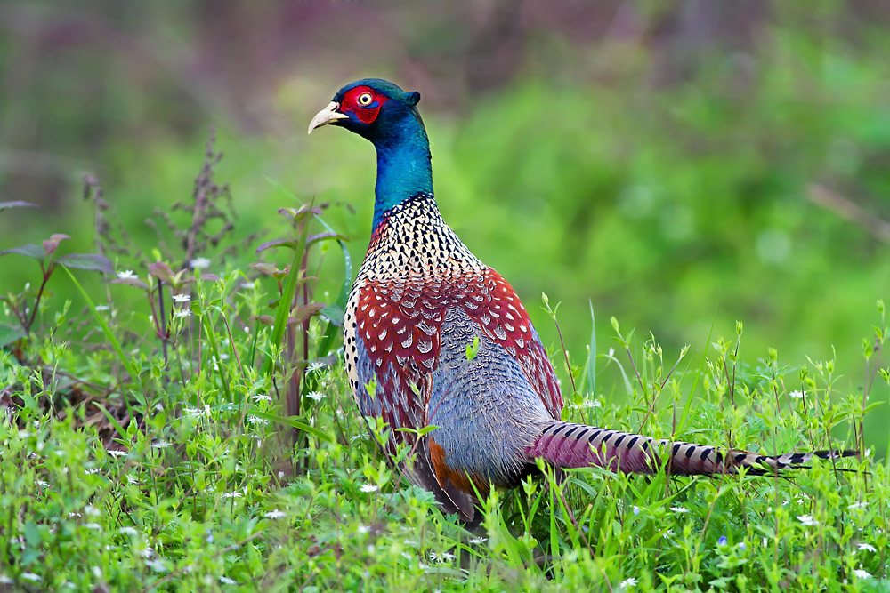 雉鸡北高加索亚种
