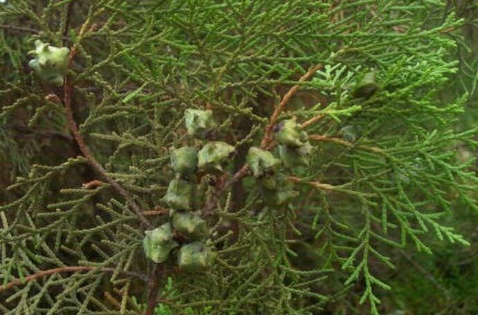  p>侧柏毒蛾( i>parocneria furva /i>&nbsp;leech,1888)属鳞翅目