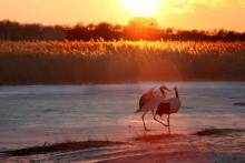 内蒙古科尔沁国家级自然保护区