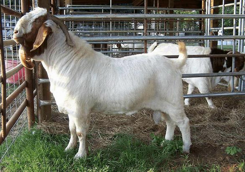 是世界上最优秀的奶山羊品种之一,是奶山羊的代表型