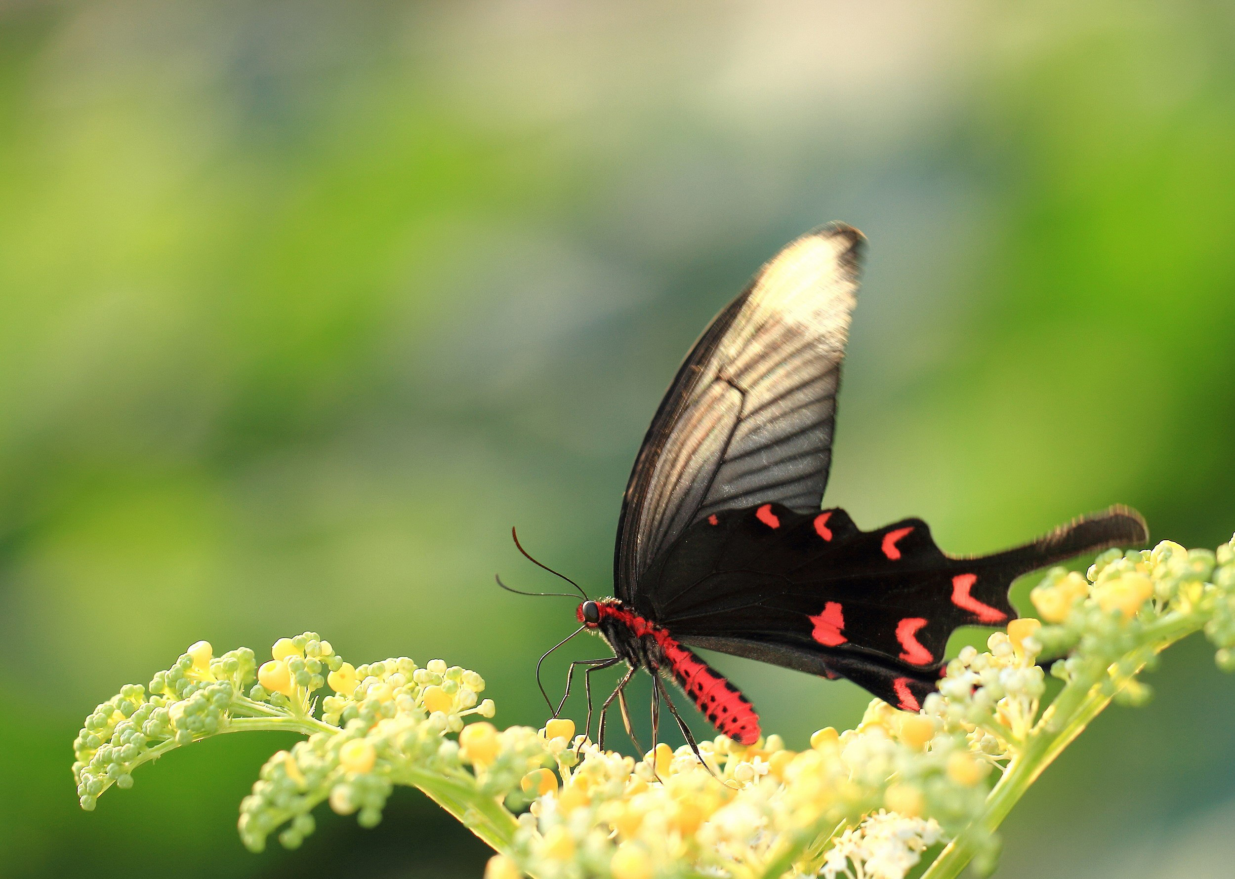  p>麝凤蝶( i>byasa alcinous /i> klug,1836)是凤蝶科麝凤蝶属的一种