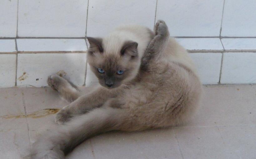 重点色猫像极 a target="_blank" href="/item/长毛暹罗猫/660511"