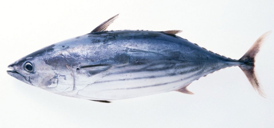 是 a href="#" data-lemmaid="2520993">辐鳍鱼纲 /a>中的一个目,其