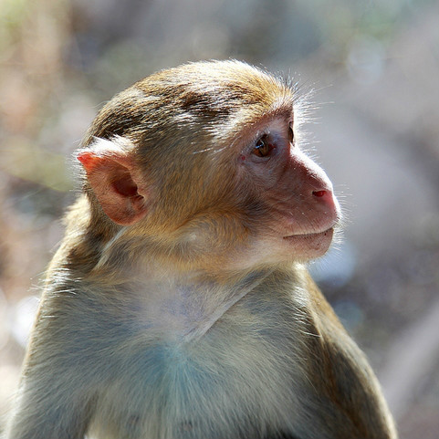  p>猕猴(学名: i>macaca mulatta /i>):体长51-63厘米.