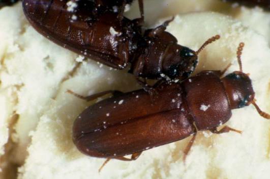  p>赤拟谷盗为 a href="#" data-lemmaid="1535103">鞘翅目 /a>,  a