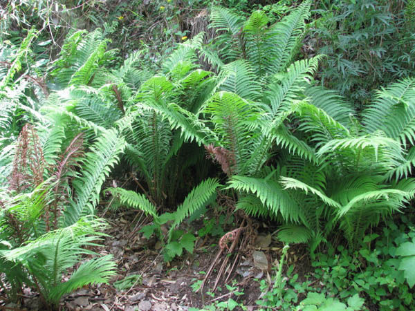  p>贯众属(学名:cyrtomium presl)是鳞毛蕨科下一个属,贯众属约50种