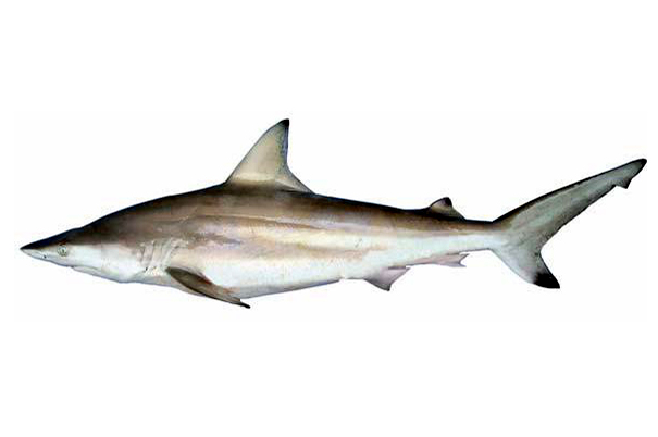  p>侧条真鲨(学名: i>carcharhinus limbatus /i>)是真鲨科,真鲨属的