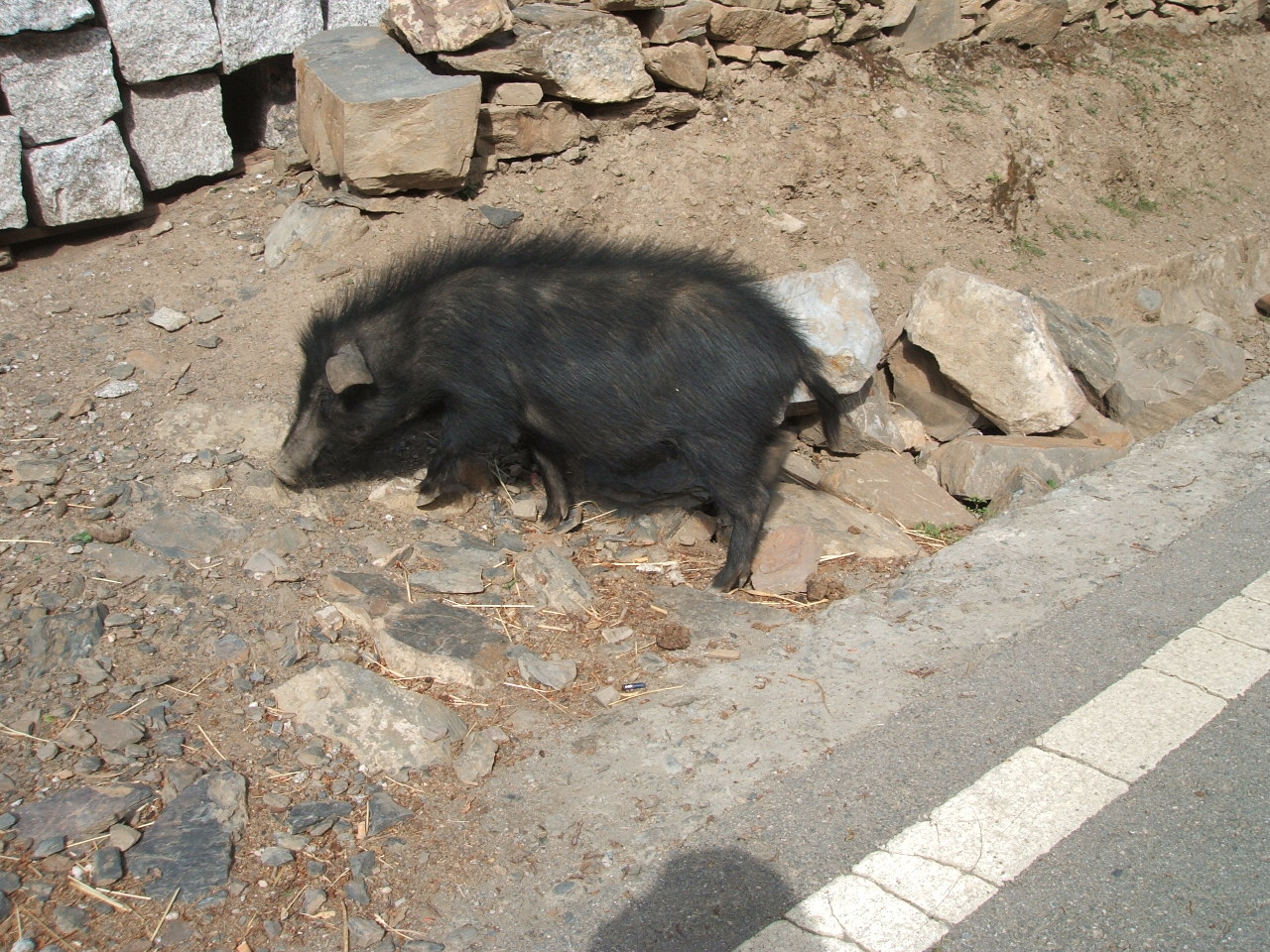  p data-id="gnx6v19qoz">藏猪被毛多为 a t