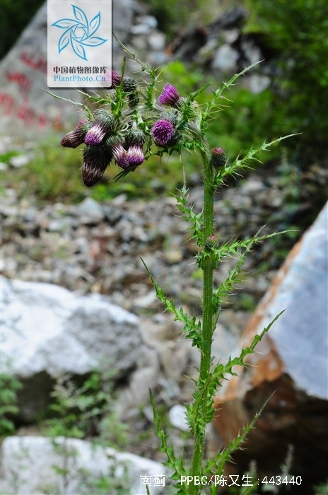 ="2659935">菊科 /a>  a target="_blank" href="/item/蓟属/2899951"