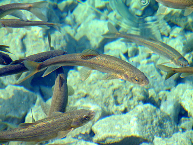  p>松潘裸鲤, i>gymnocypris potanini  /i>(herzensten, 1891), a