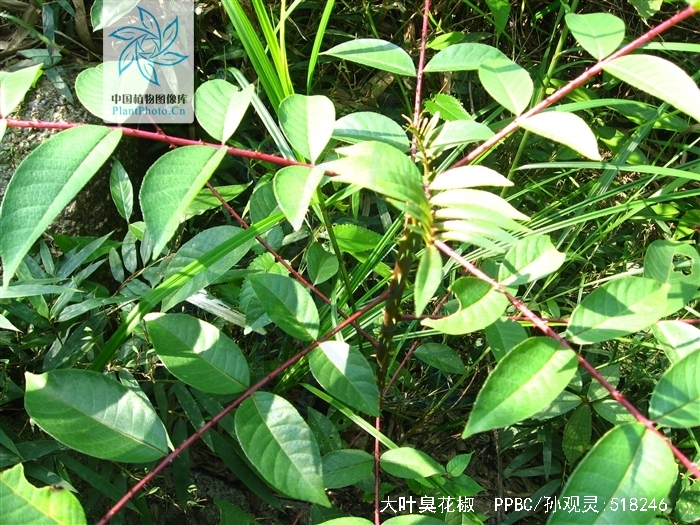  p>大叶臭花椒 驱风通,雷公木,刺椿木〔广西) zanthoxylum myriacan