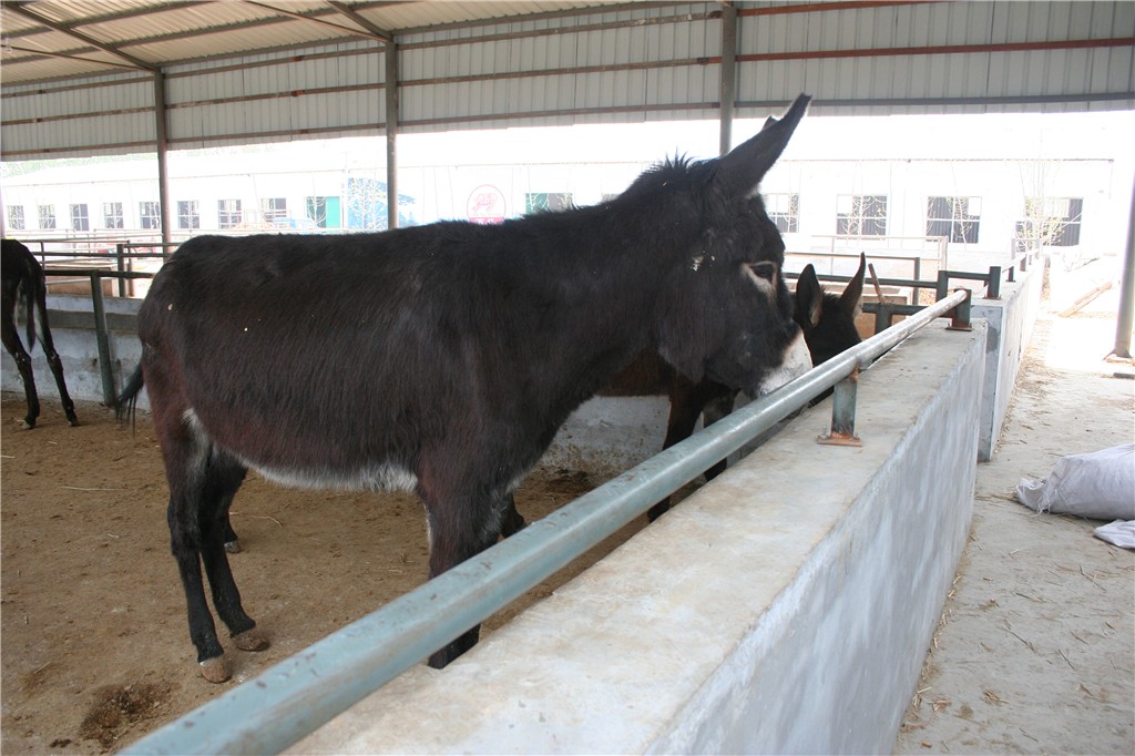 泌阳驴