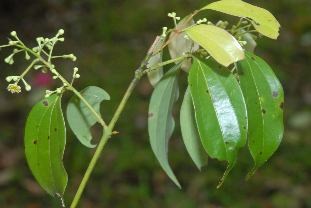  p>肉桂(拉丁学名: i>cinnamomum cassia /i> i>  /i>presl)是樟科,樟