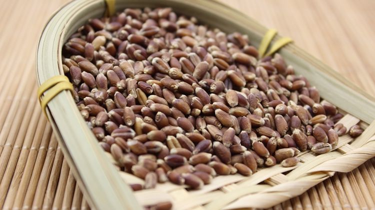  p>黑麦(学名: i>secale cereale /i> l.