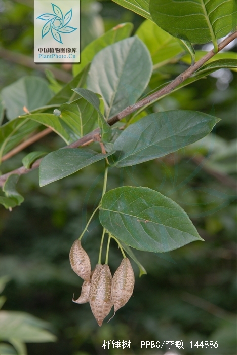  p>秤锤树(学名: i>sinojackia xylocarpa hu /i>)是安息香科,秤锤树