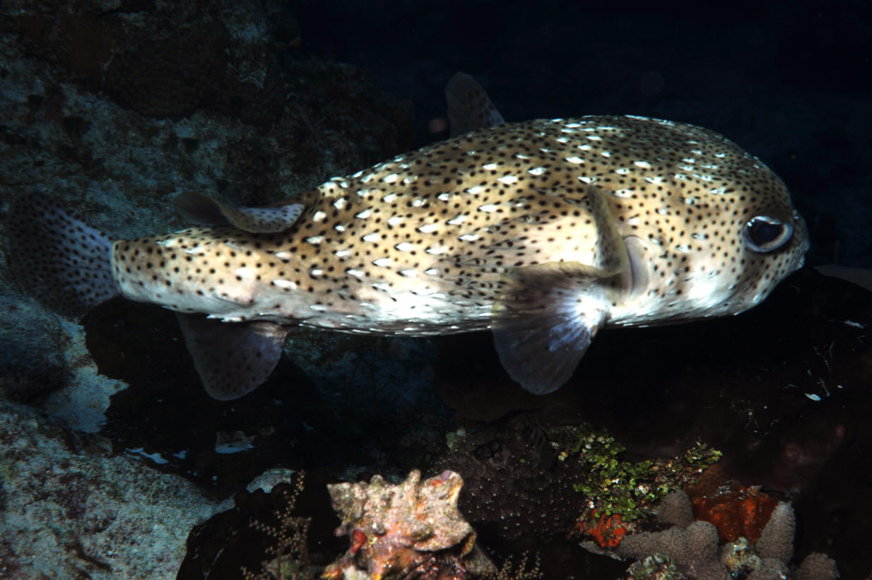  p>密斑刺鲀( i>diodon hystrix /i>)是刺鲀科,刺鲀属的一种鱼类.