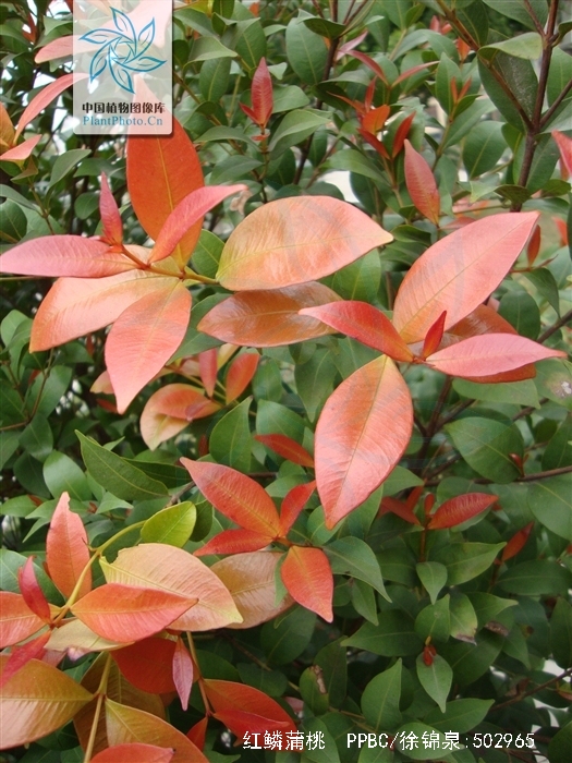  p>红鳞蒲桃(学名: i>syzygium hancei  /i>merr.