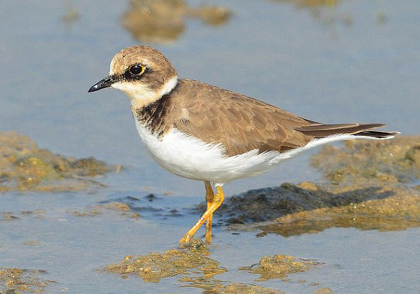little ringed plover