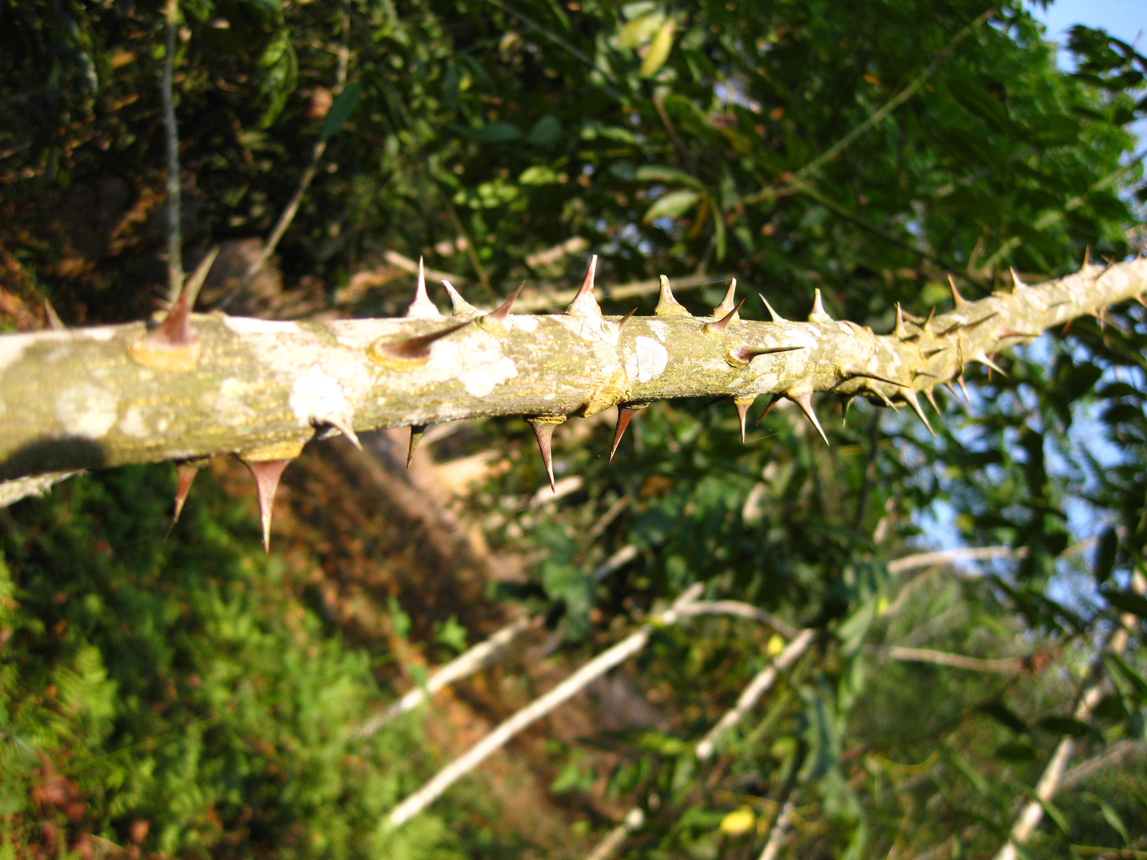 但是有些植物的根,茎却不是如此.