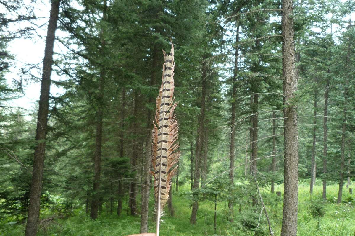  p>岩杉树,拉丁文名:wikstroemia angustifolia hemsl.